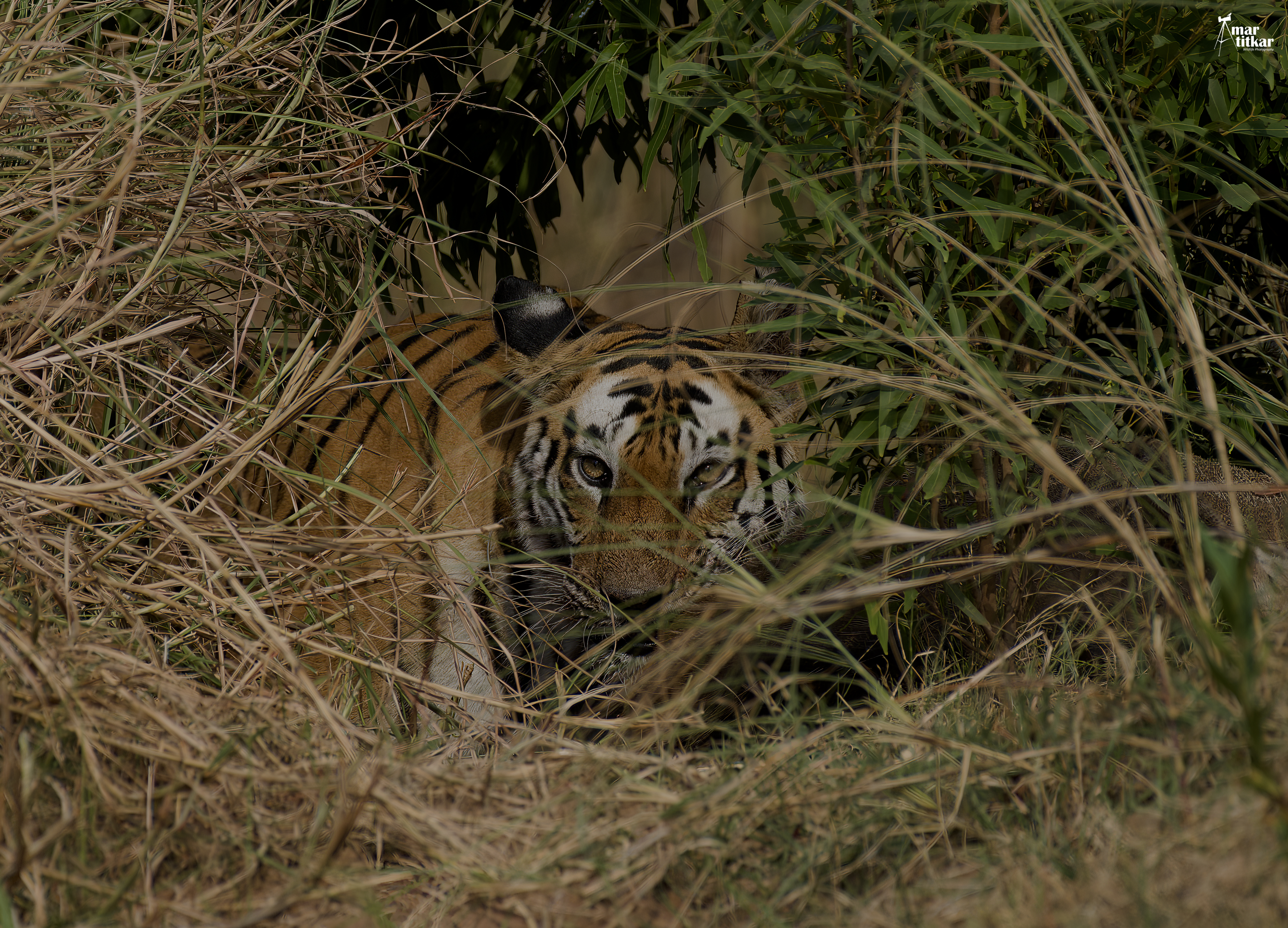 Tiger in Panna National Park